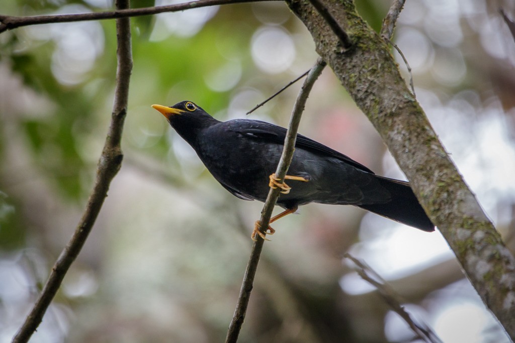 Yellow-legged Thrush - ML643753066