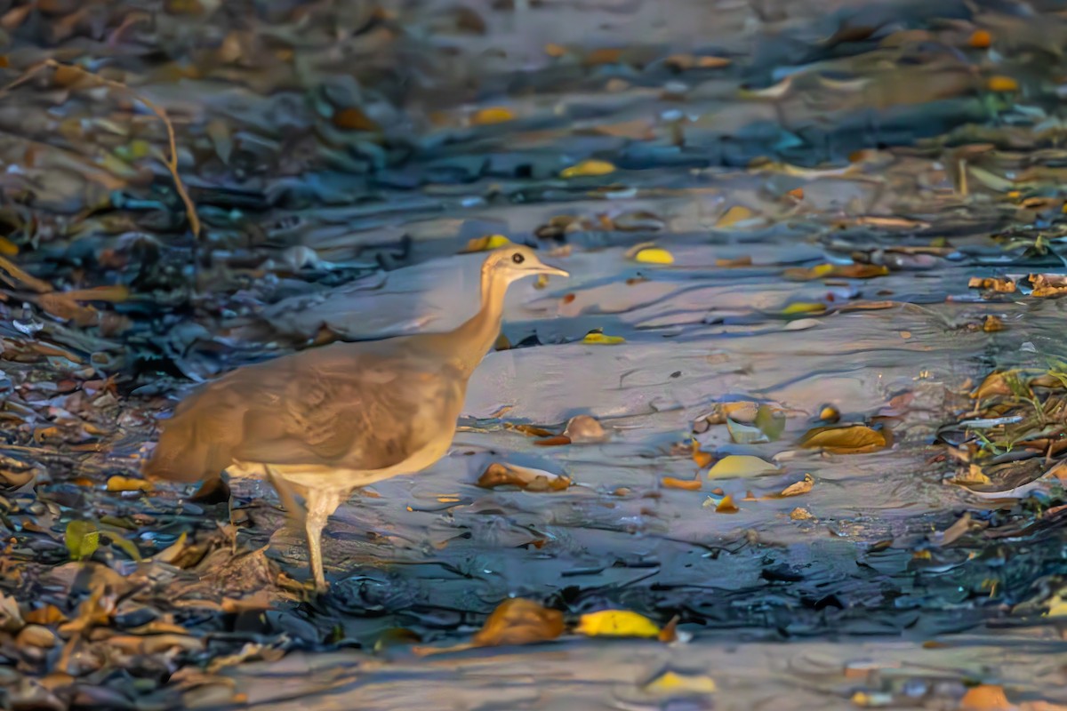 Solitary Tinamou - ML643753069