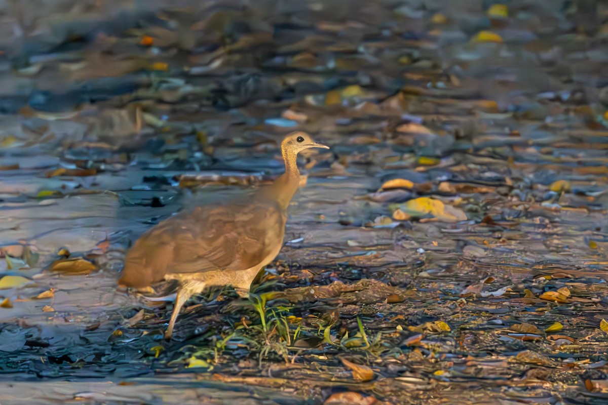 Solitary Tinamou - ML643753070