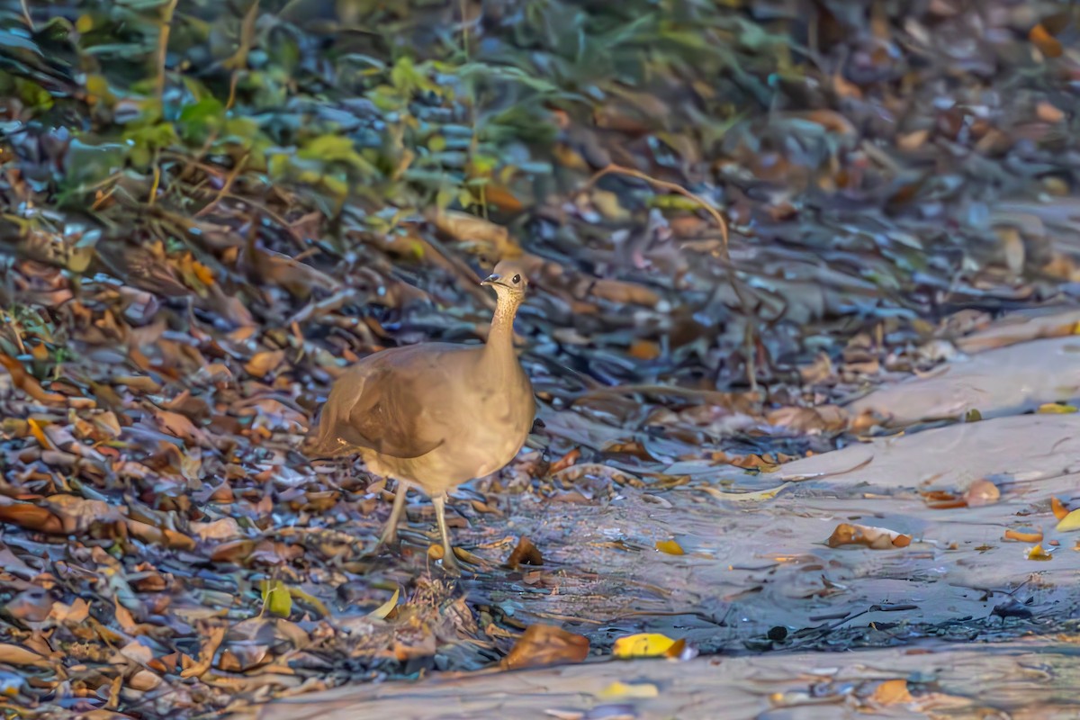 Solitary Tinamou - ML643753071