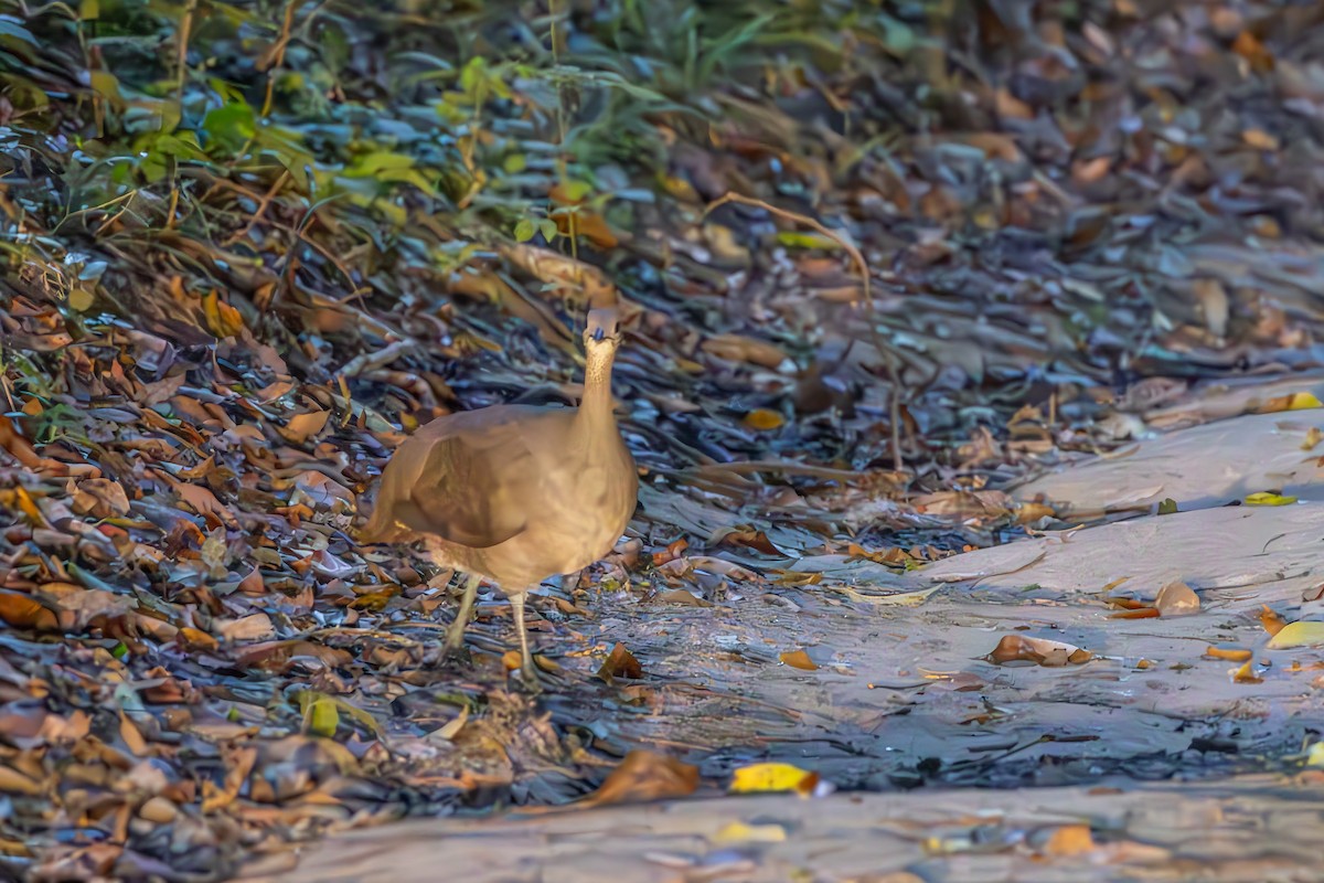 Solitary Tinamou - ML643753072