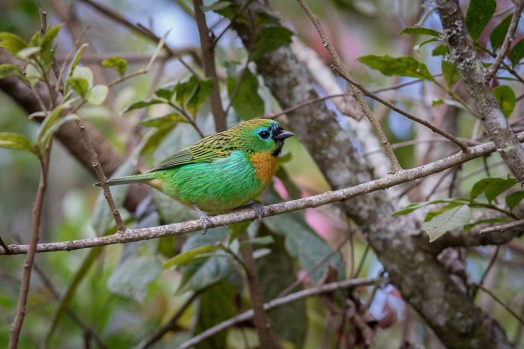 Brassy-breasted Tanager - ML643753108
