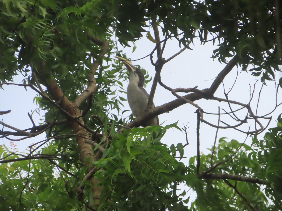 Sri Lanka Gray Hornbill - ML643753109