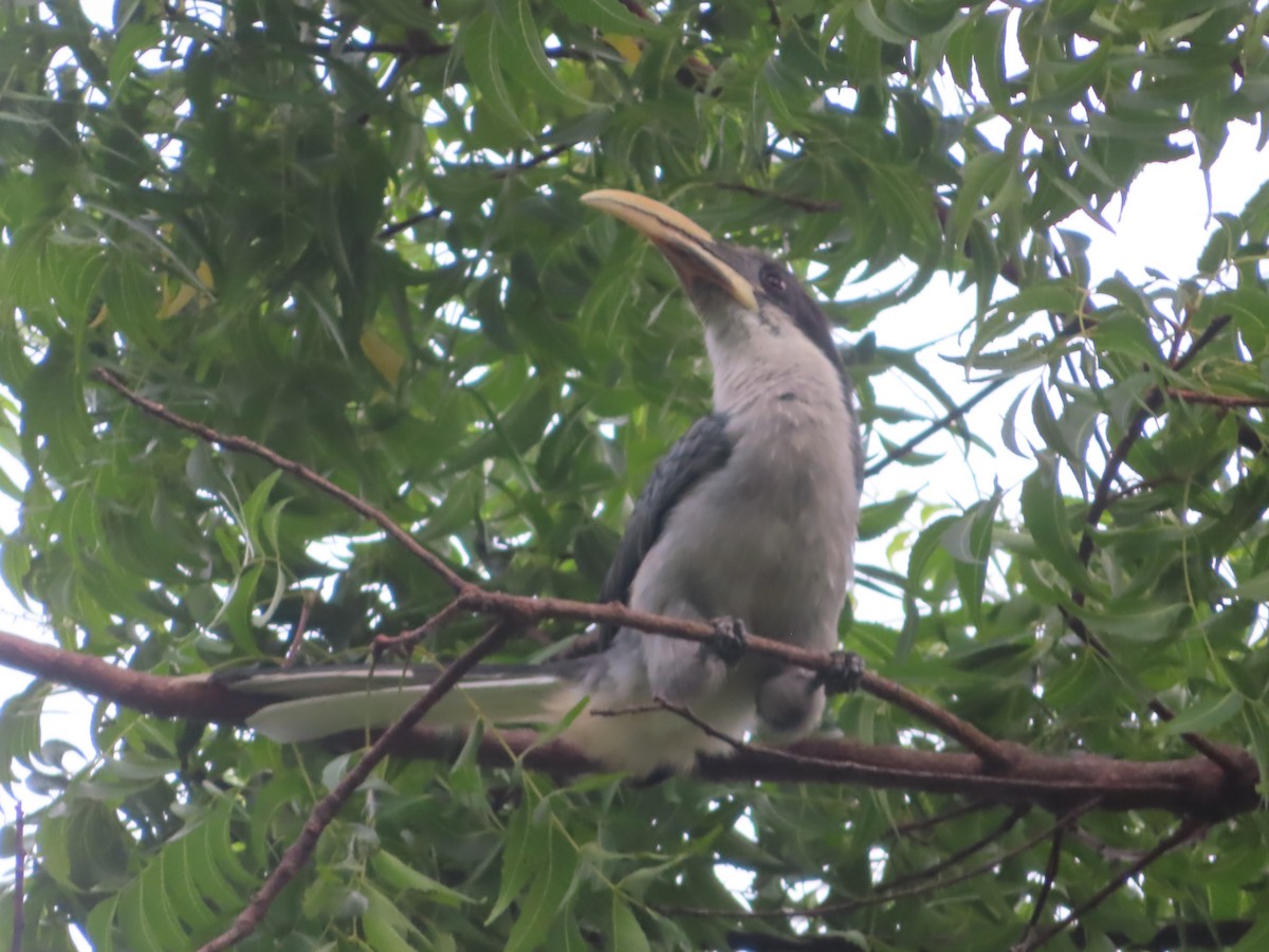 Sri Lanka Gray Hornbill - ML643753110