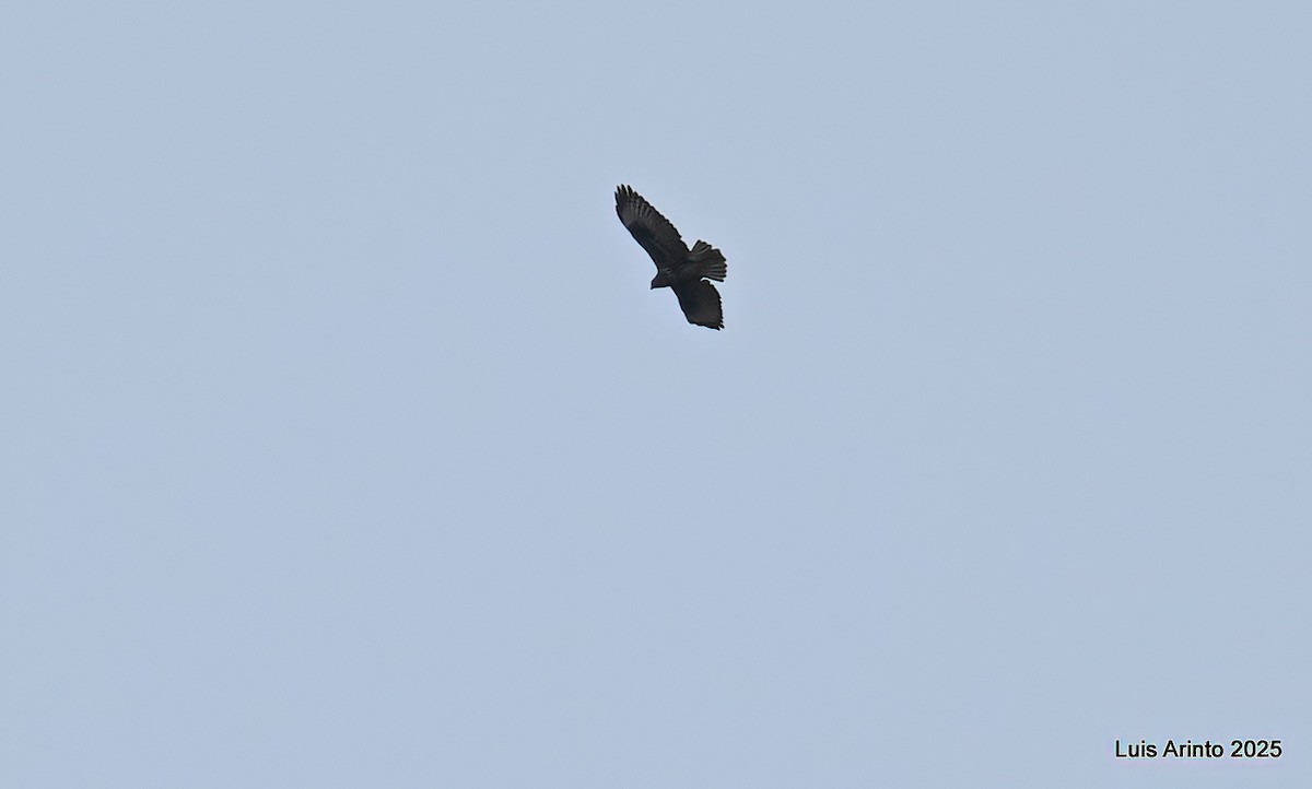 Common Buzzard (Canary Is.) - ML643753123