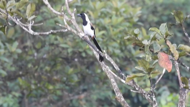 kongeskjære - ML643753130