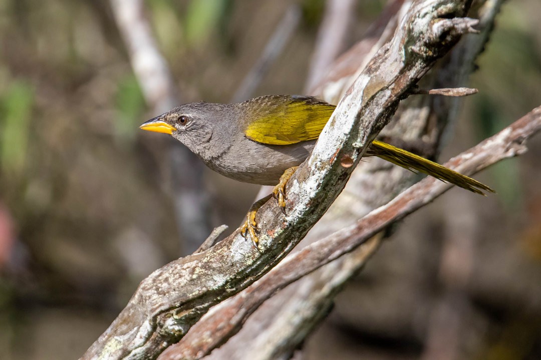 serraspurv - ML643753131