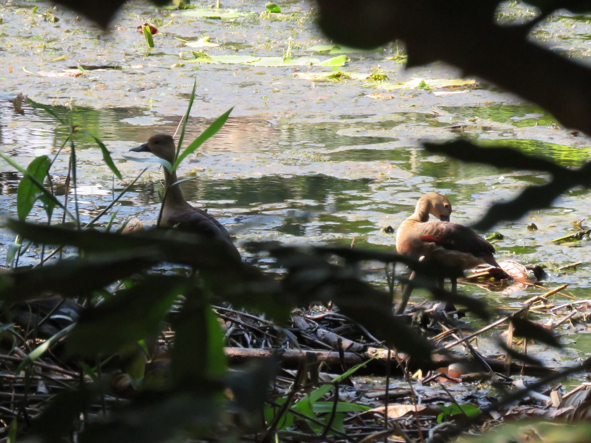 Lesser Whistling-Duck - ML643753133