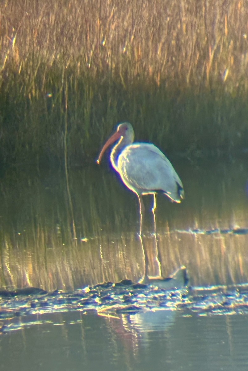 White Ibis - ML643753135