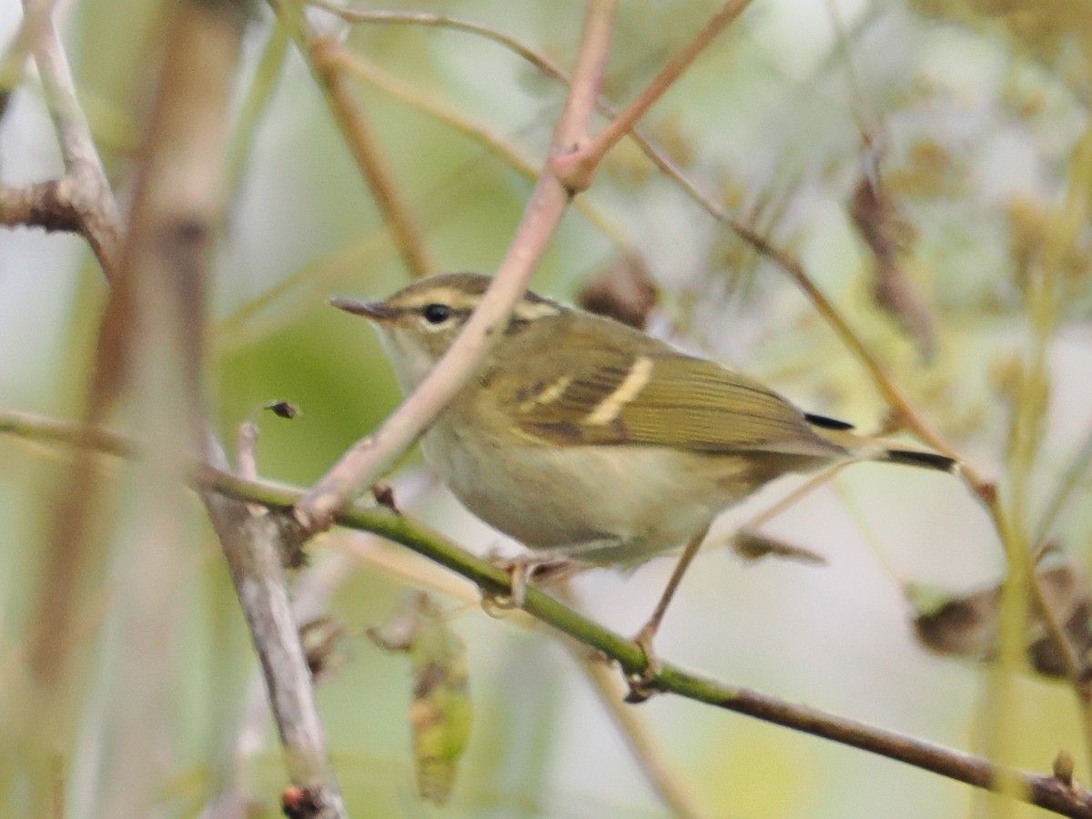 Phylloscopus sp. - ML643753139