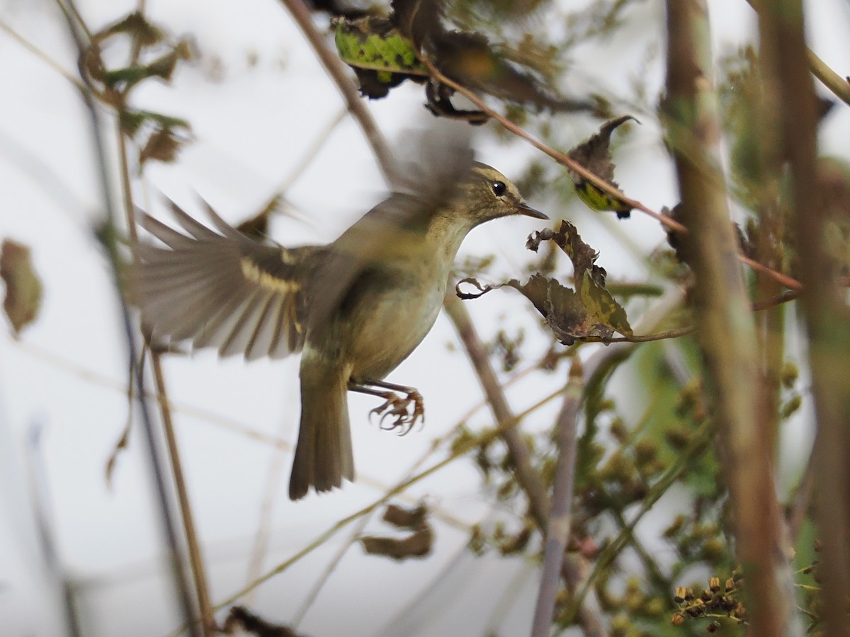 Phylloscopus sp. - ML643753140
