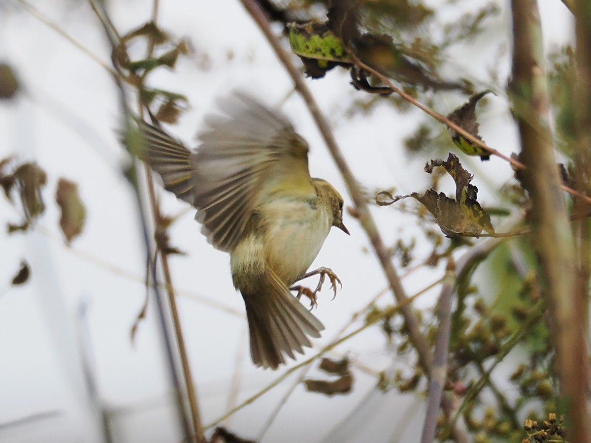 Phylloscopus sp. - ML643753141