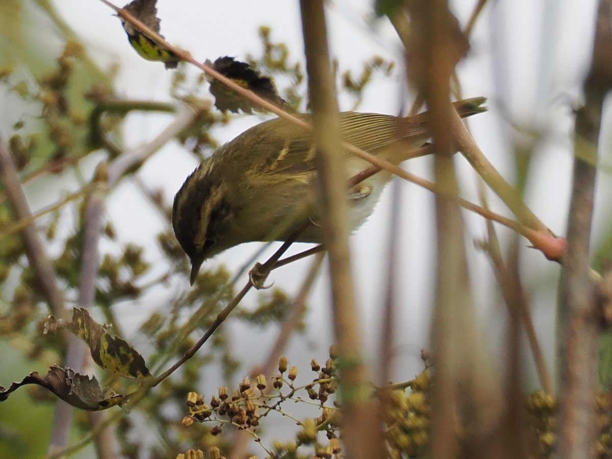 Phylloscopus sp. - ML643753142