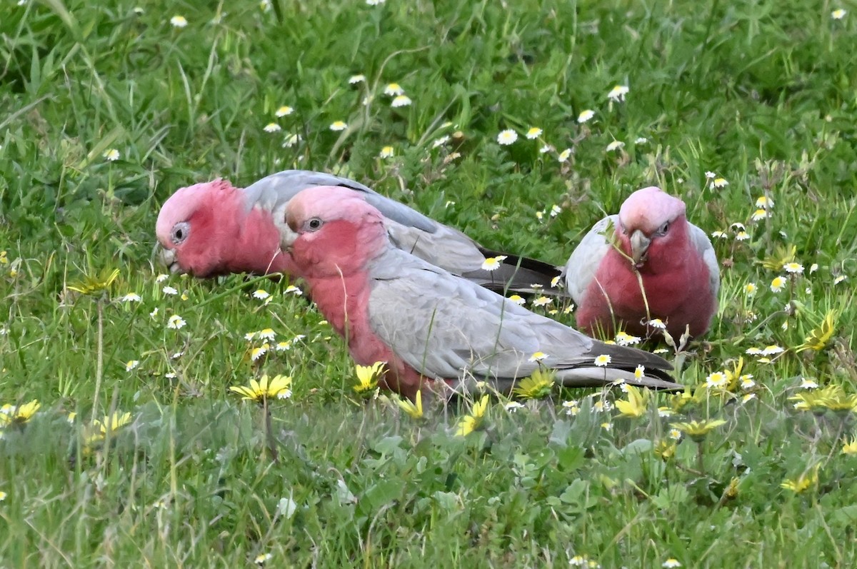 Galah - ML643753143