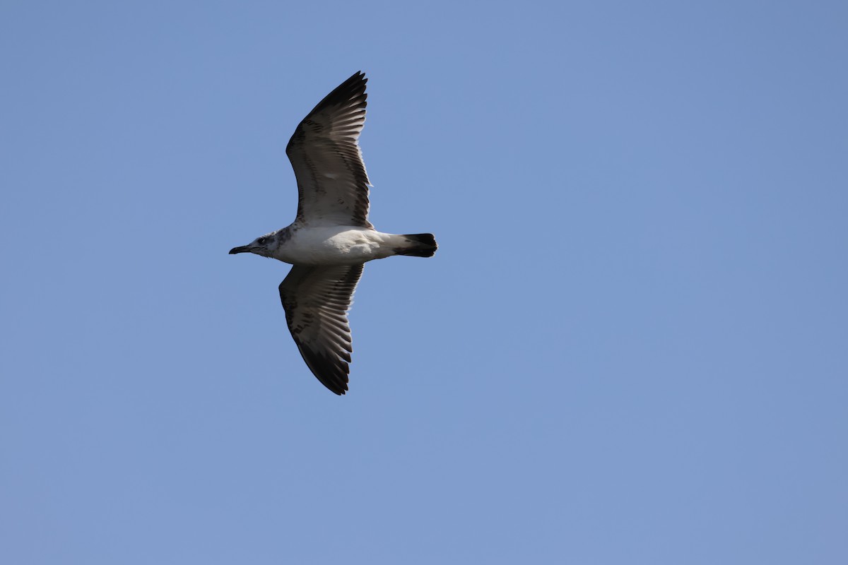 Gaviota de Mongolia - ML643753173