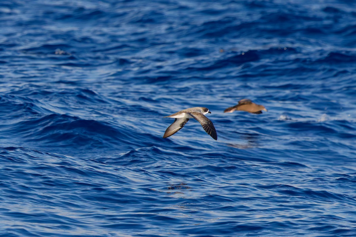 Barau's Petrel - ML643753190