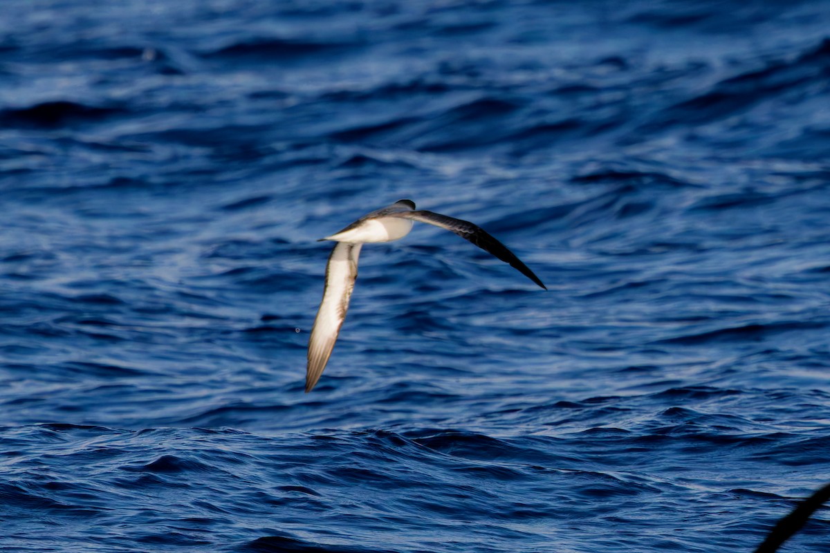 Barau's Petrel - ML643753197