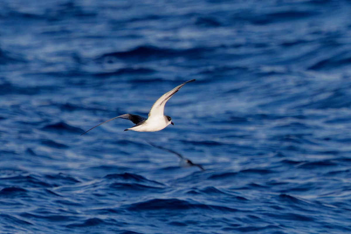 Barau's Petrel - ML643753204