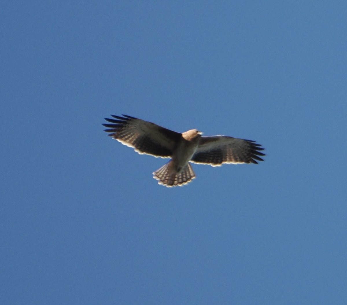 Little Eagle - ML643753214