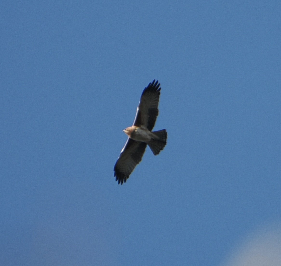 Little Eagle - ML643753215