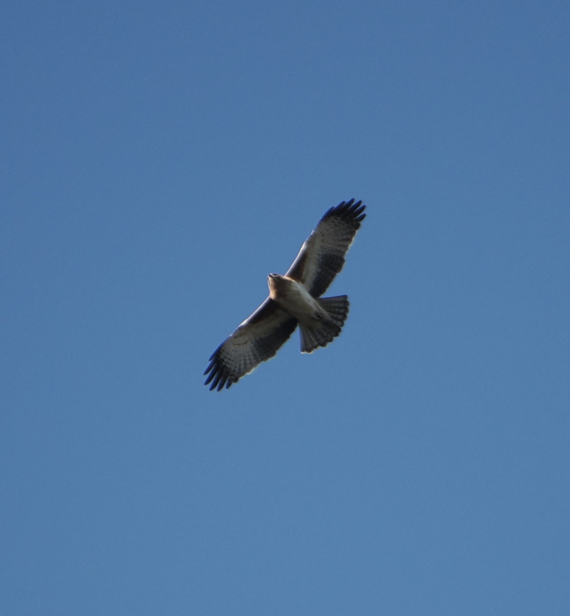 Little Eagle - ML643753216