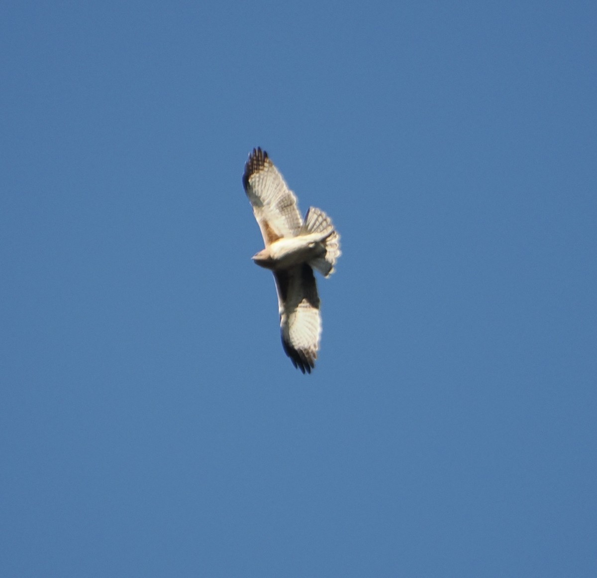 Little Eagle - ML643753217
