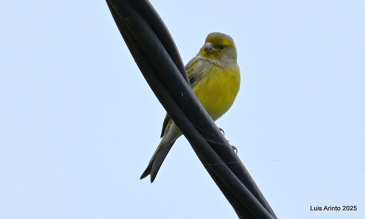 Serin des Canaries - ML643753218