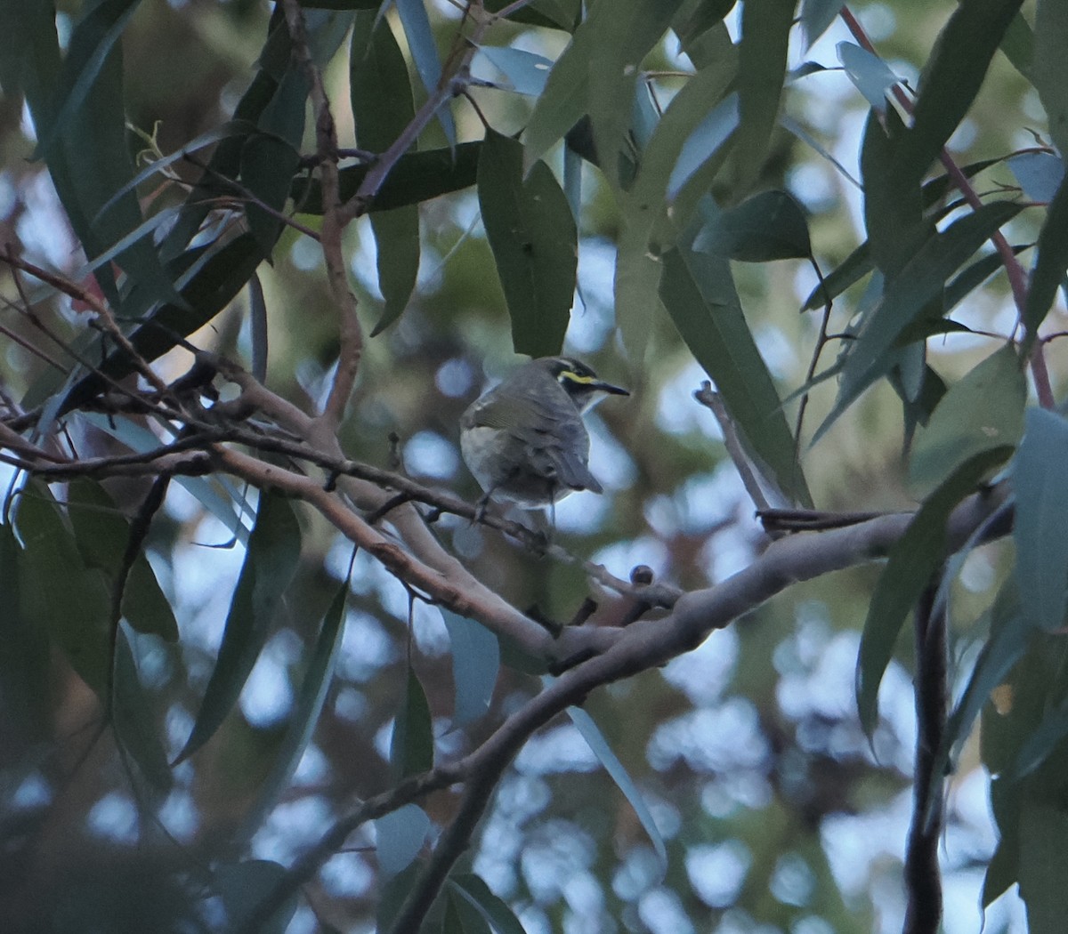 Yellow-faced Honeyeater - ML643753220