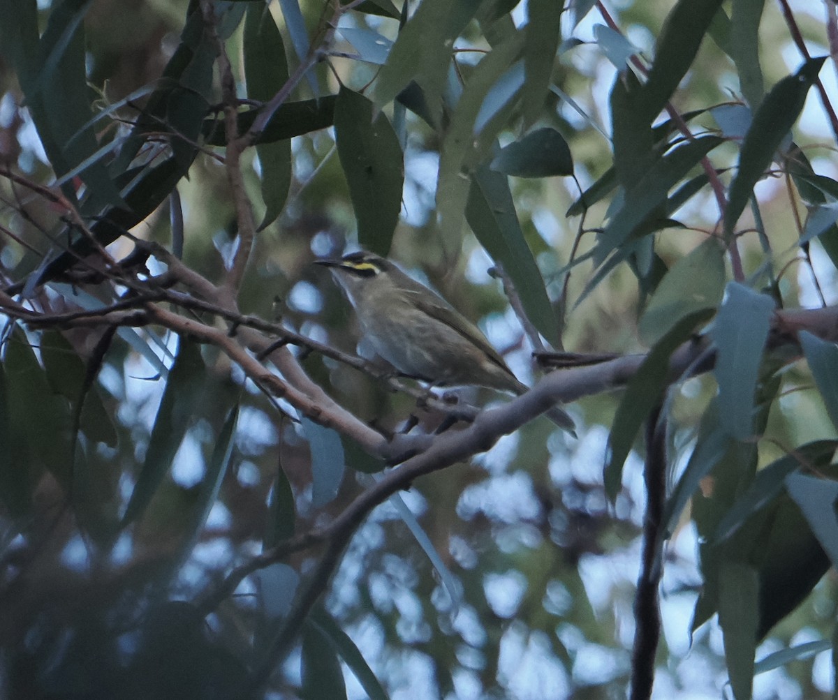 Yellow-faced Honeyeater - ML643753221