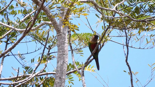 Santarem Parakeet - ML643753223