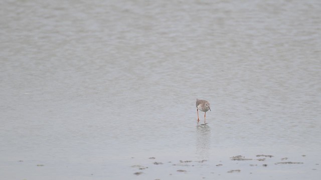 Common Redshank - ML643753308