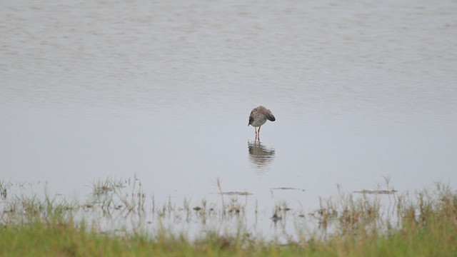 Common Redshank - ML643753327