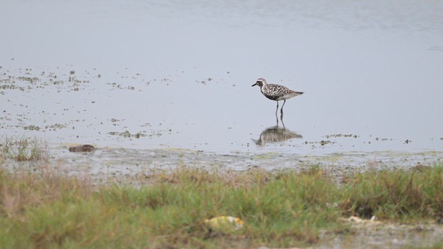 Black-bellied Plover - ML643753329