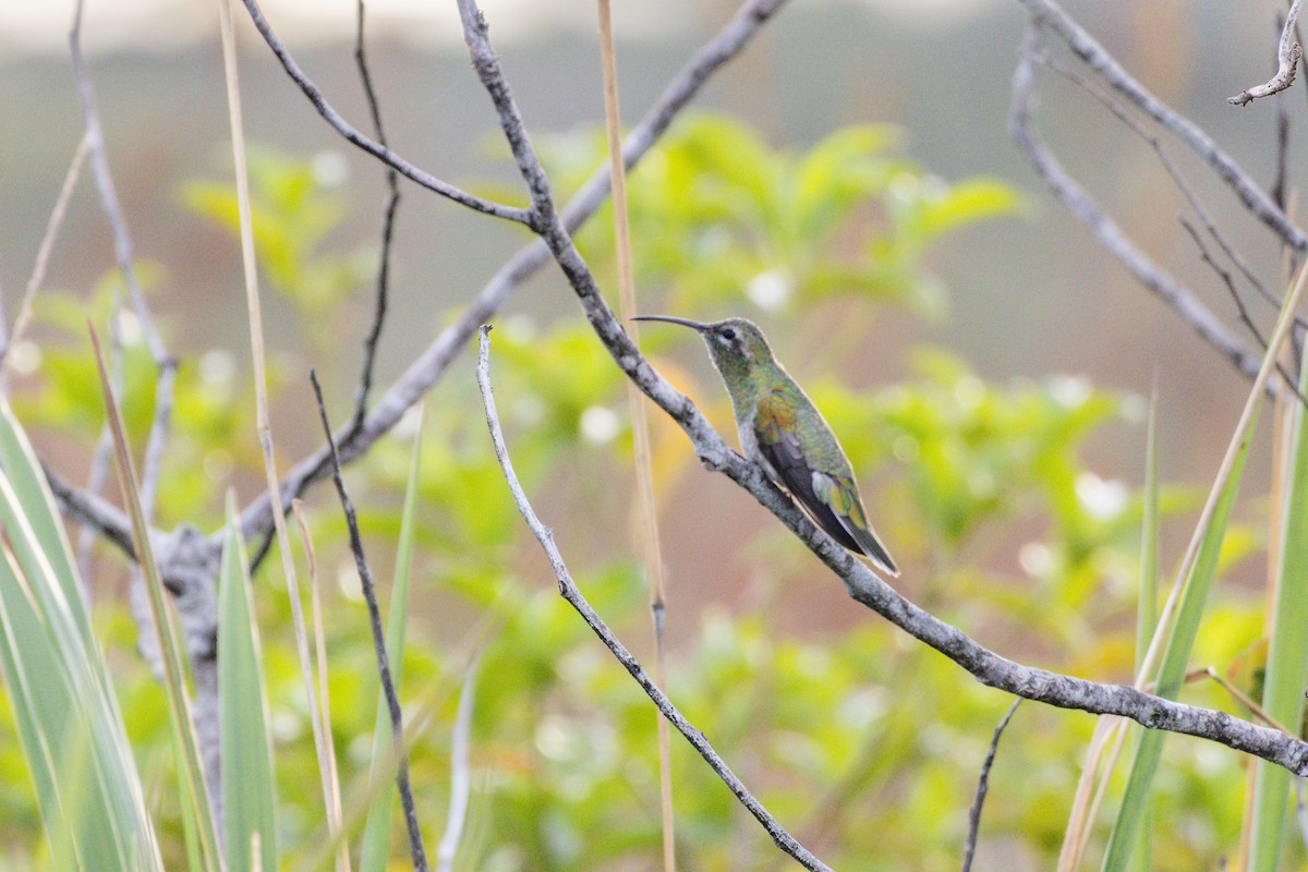 White-tailed Goldenthroat - ML643753331