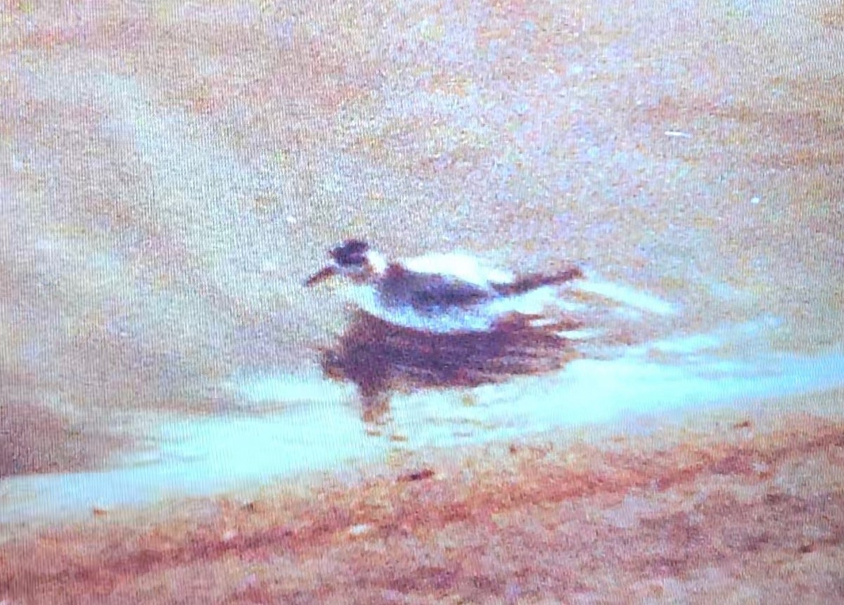 polarsvømmesnipe - ML643753334