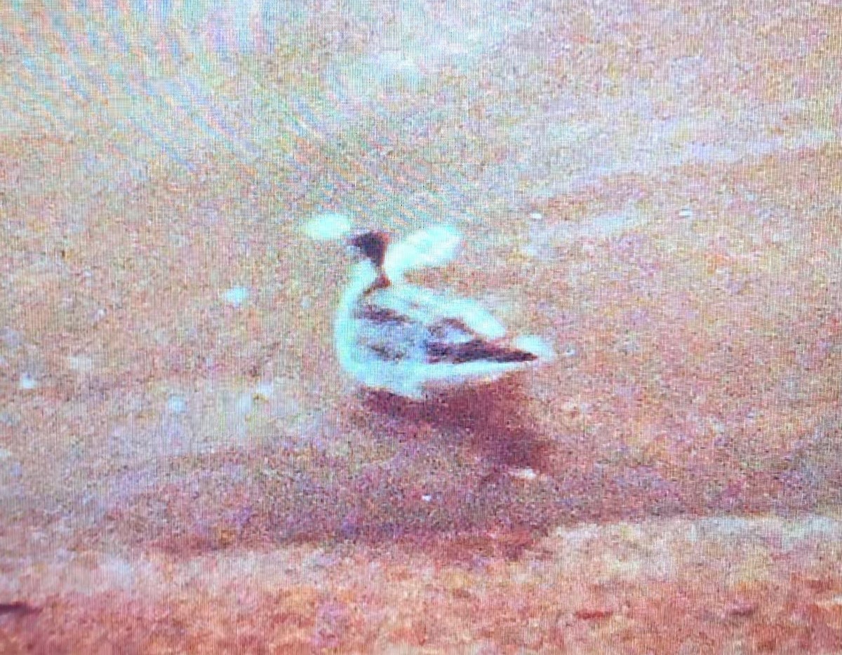 polarsvømmesnipe - ML643753362