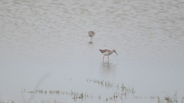 Common Redshank - ML643753382