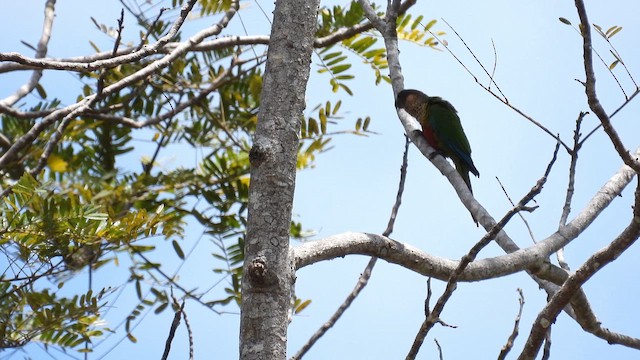 Santarem Parakeet - ML643753392