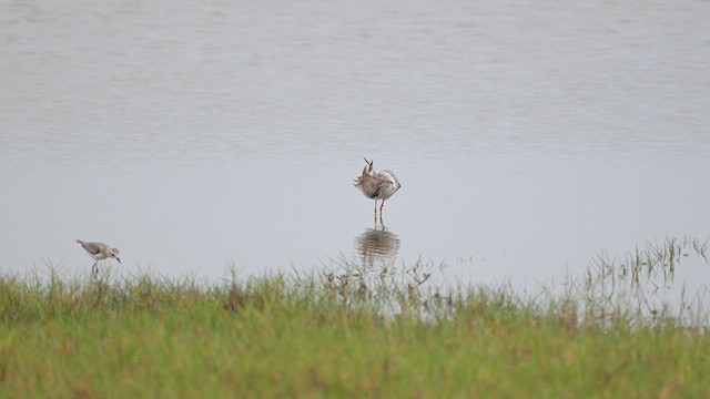 赤足鷸 - ML643753397