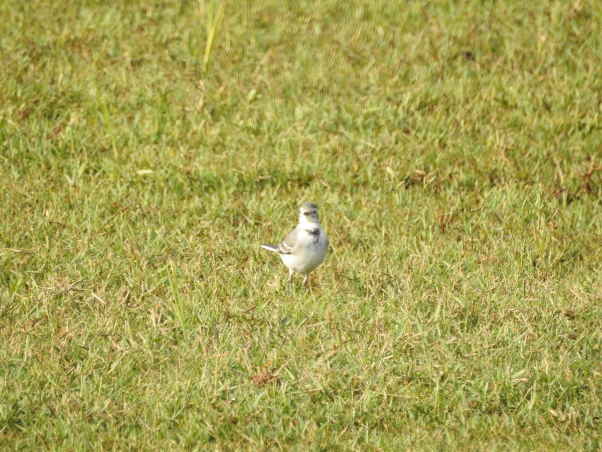 Citrine Wagtail - ML643753418