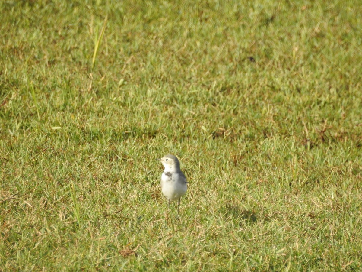 Citrine Wagtail - ML643753419