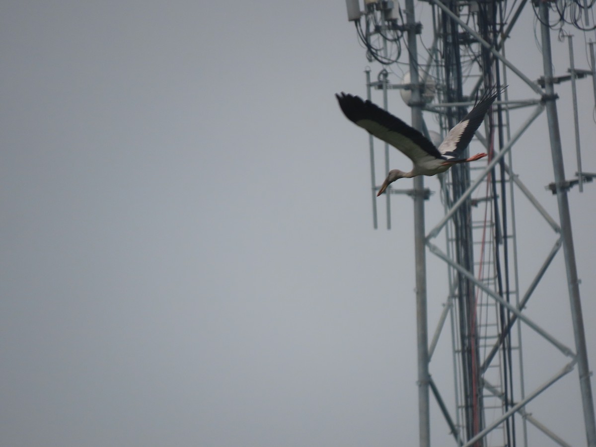 Asian Openbill - ML643753424