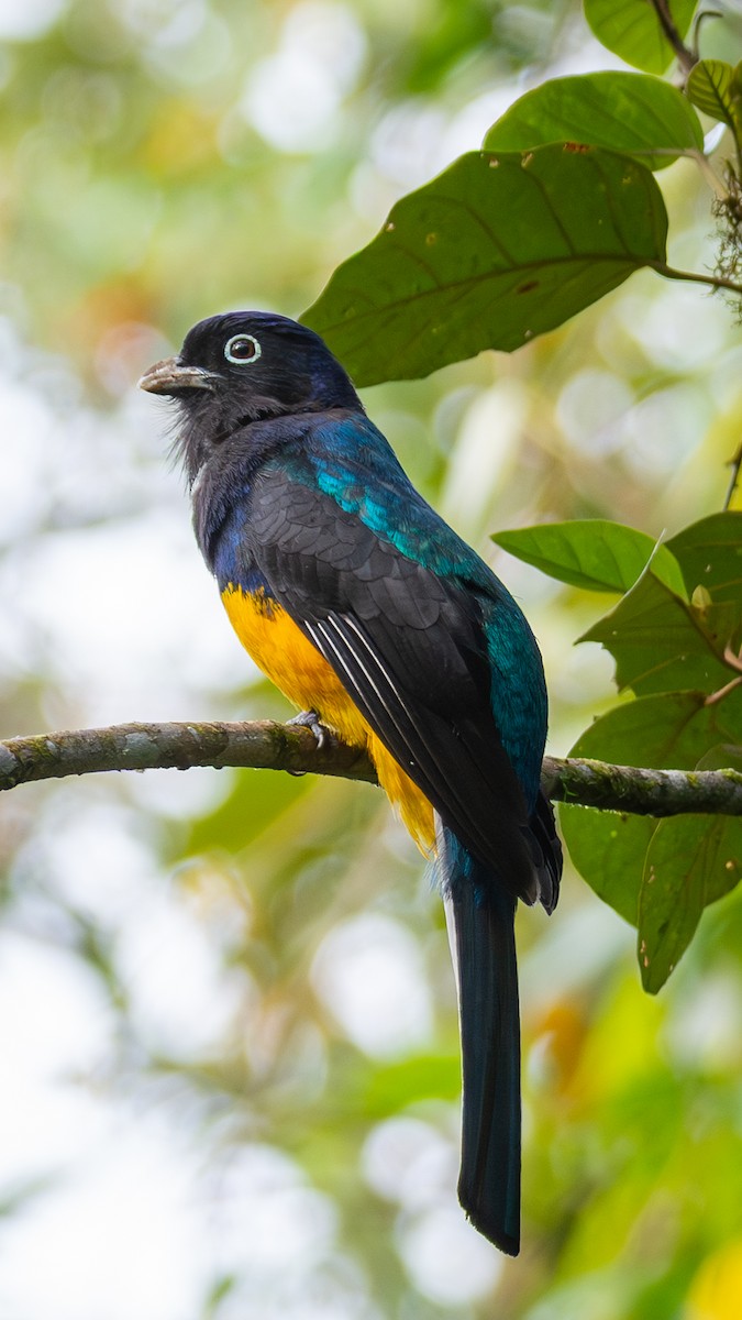Green-backed Trogon - ML643753426