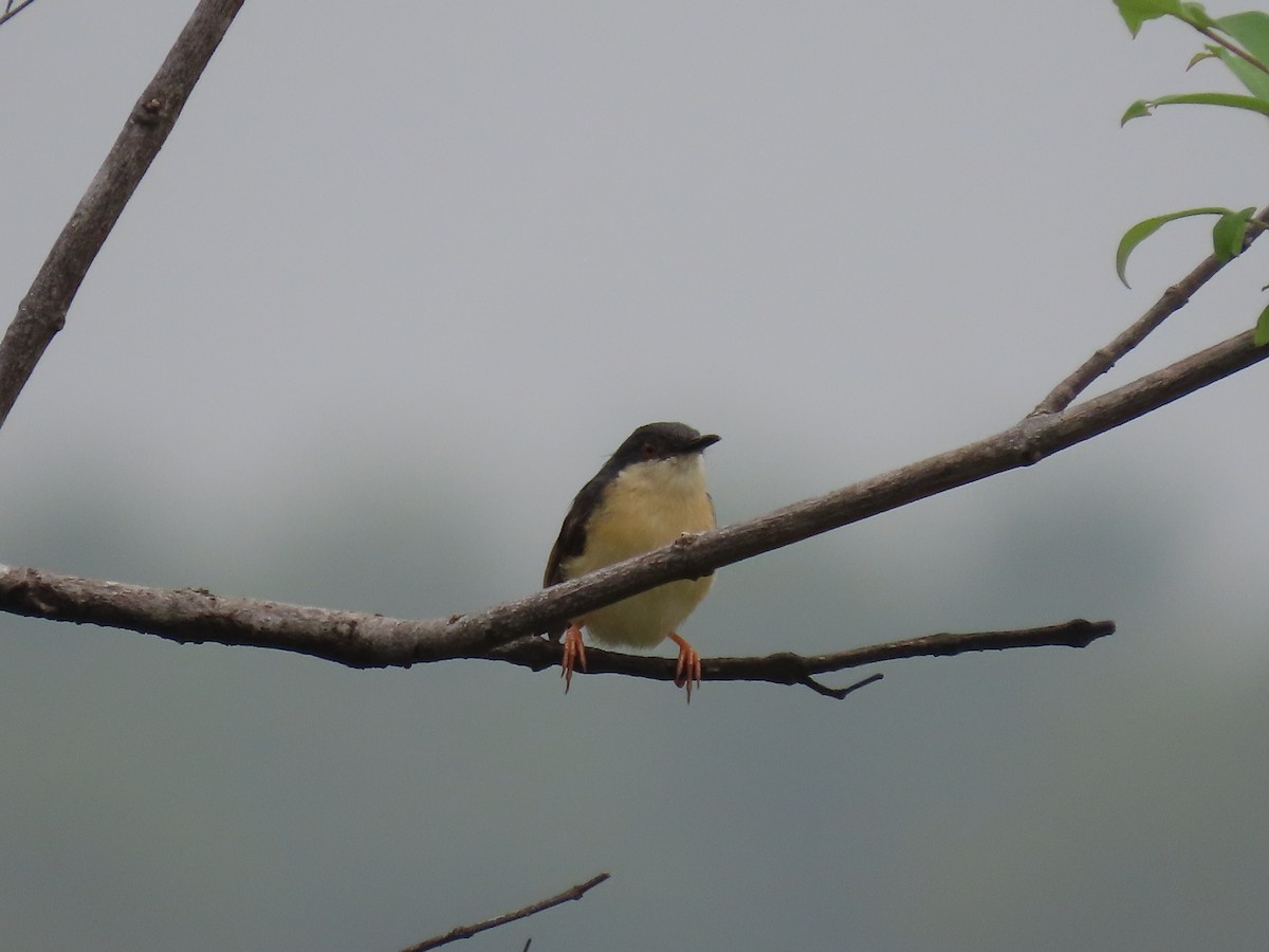Ashy Prinia - ML643753428