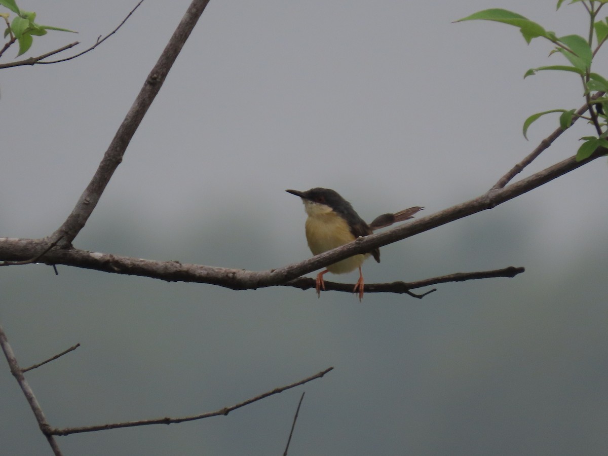 Ashy Prinia - ML643753430