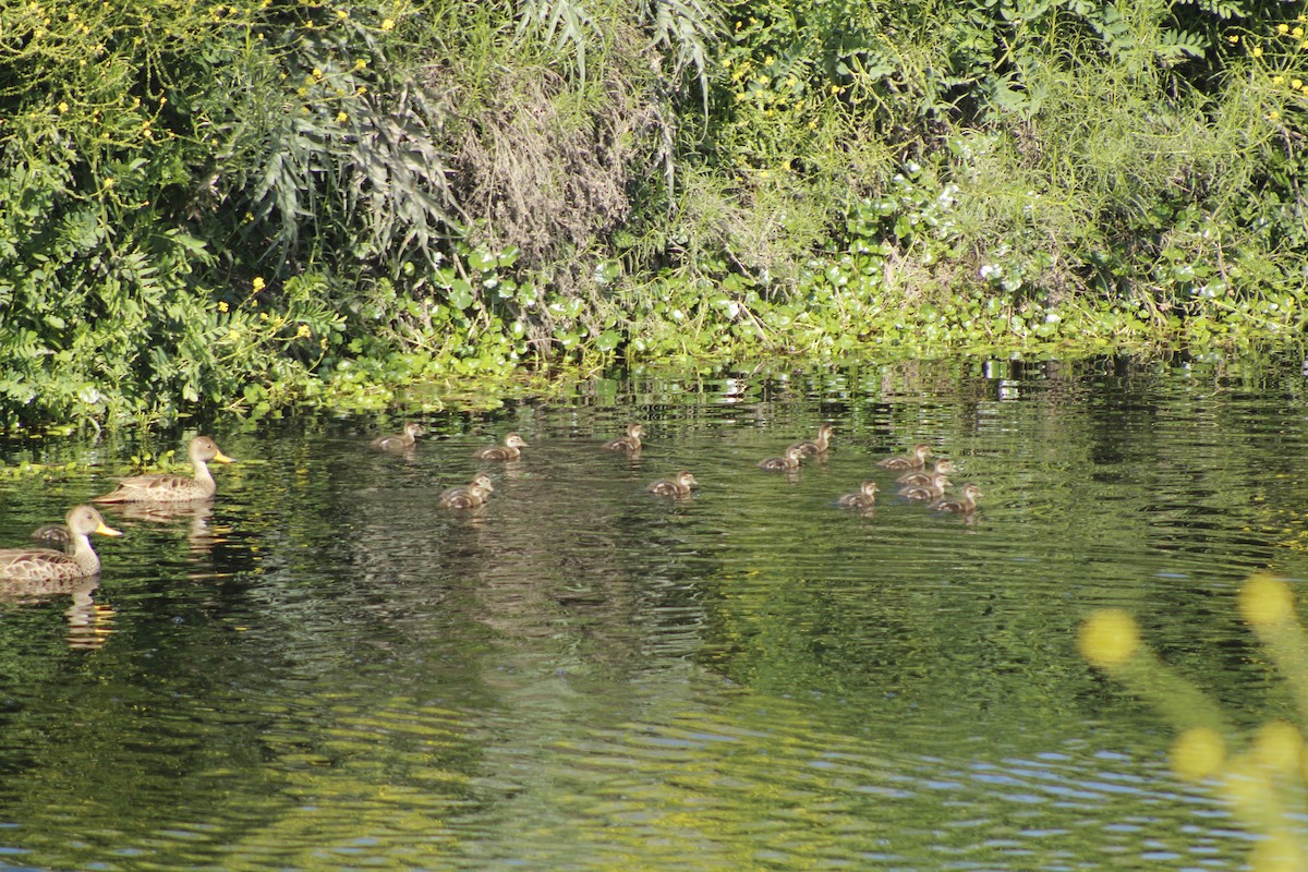 Yellow-billed Pintail - ML643753432