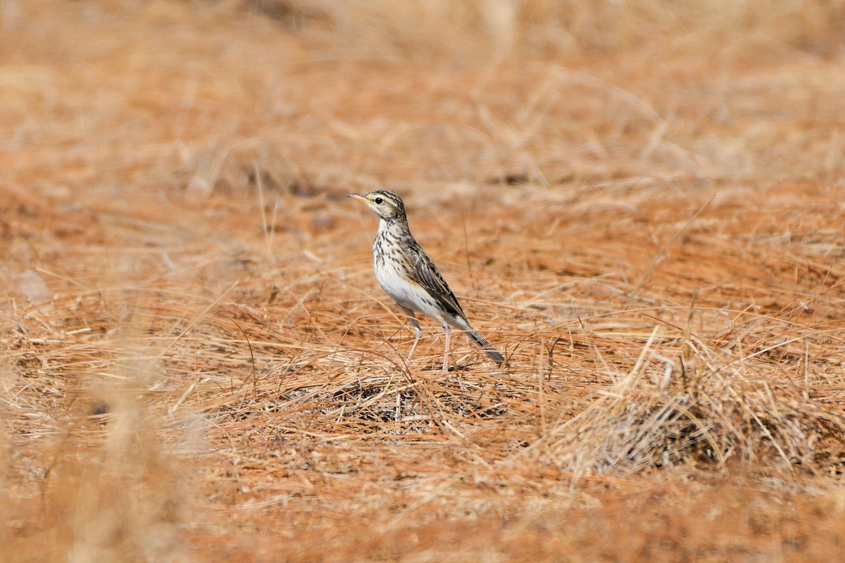 Australian Pipit - ML643753436