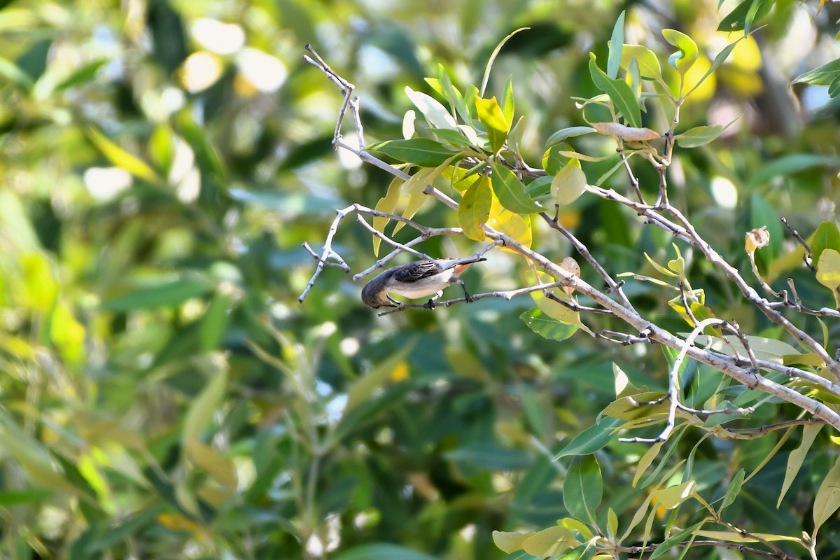 Mistletoebird - ML643753442