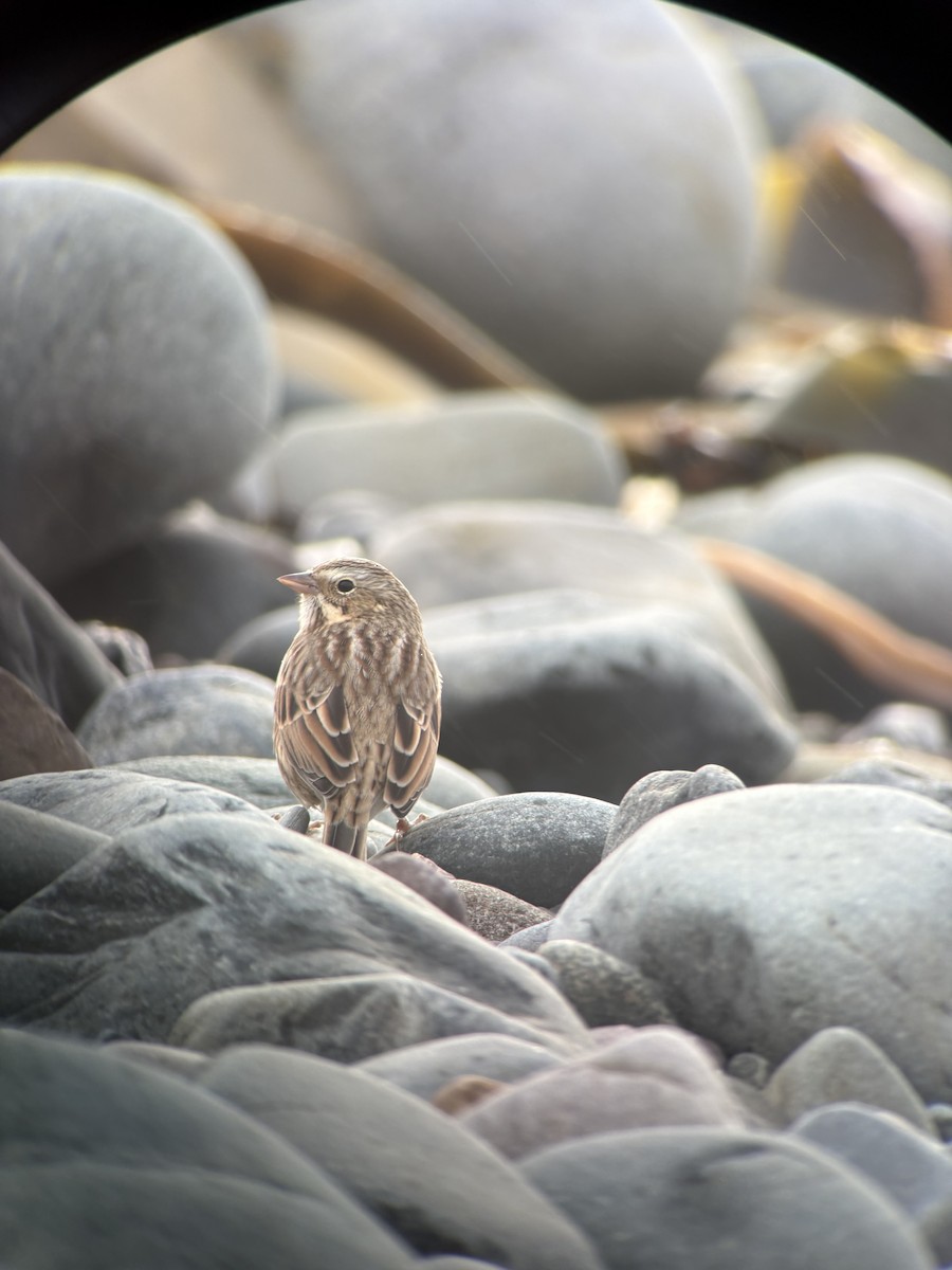 Savannah Sparrow (Ipswich) - ML643753445