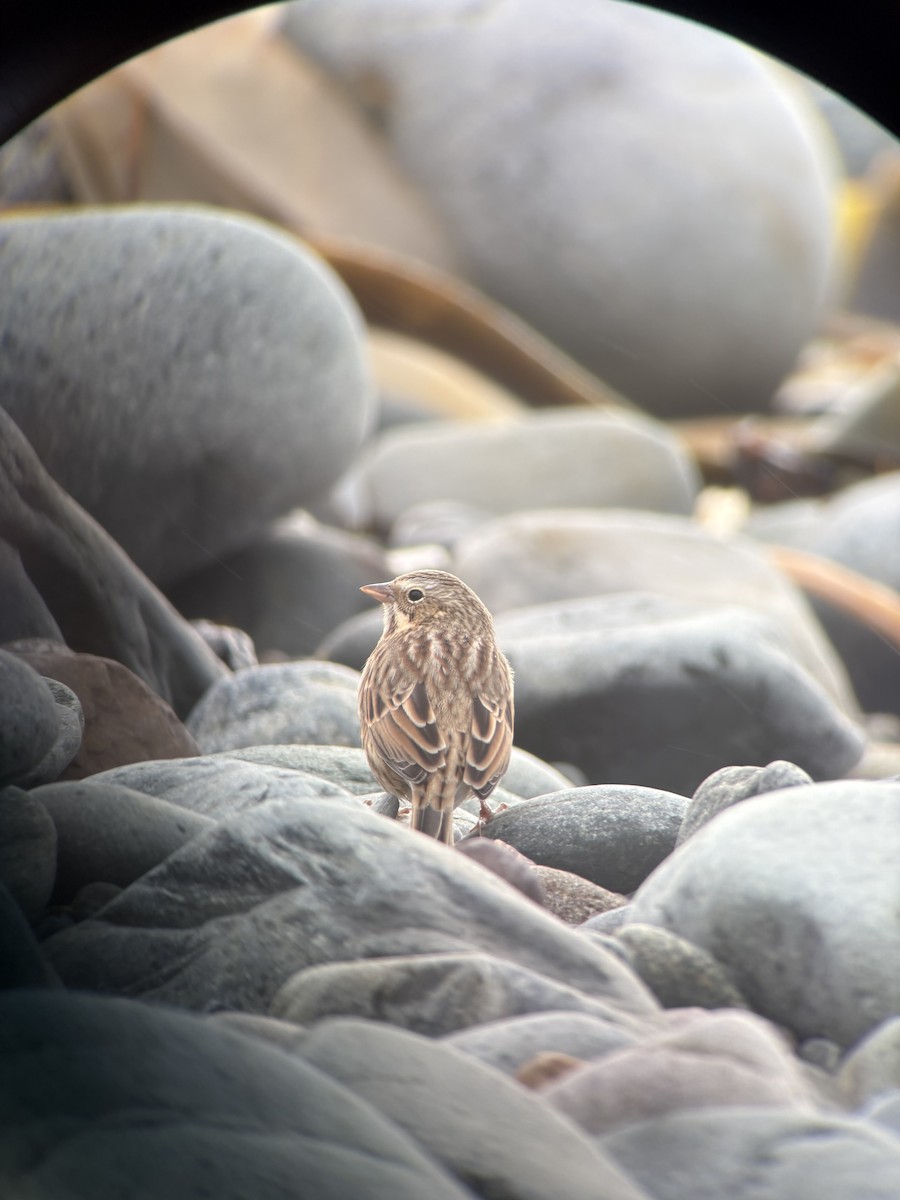 Savannah Sparrow (Ipswich) - ML643753446